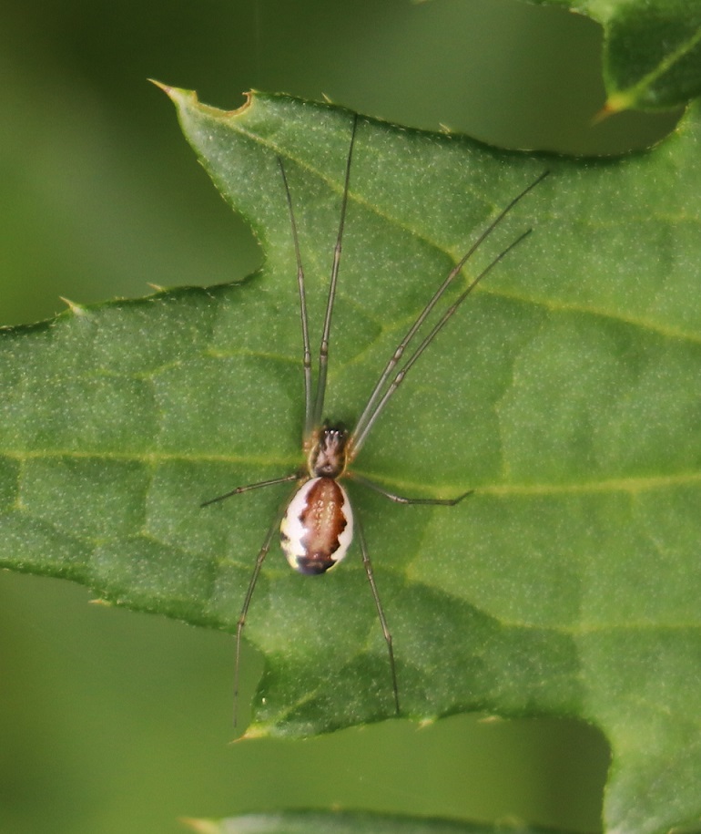コシロブチサラグモ【No.1850】