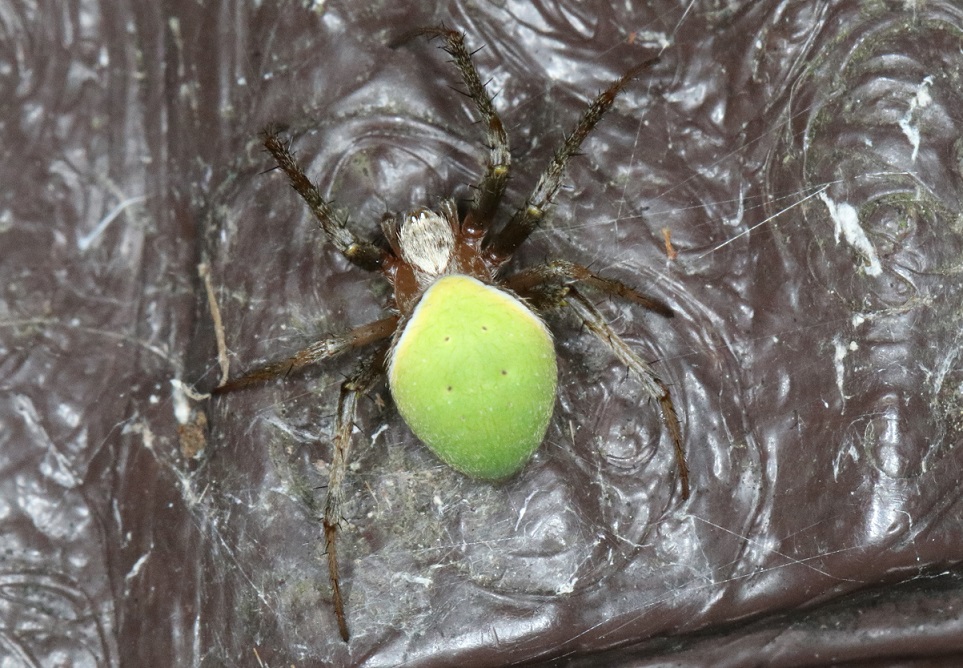 ワキグロサツマノミダマシ【No.1949】