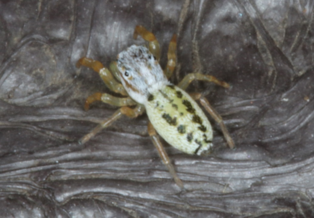 クモマハエトリ【No.2007】