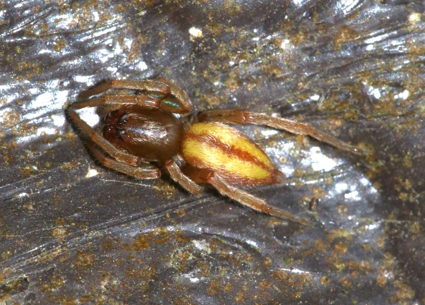 ヤハズフクログモ【No.2023】