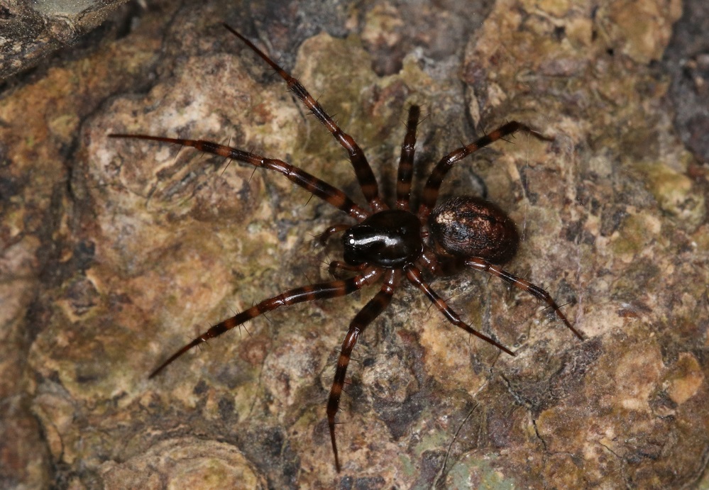 アシヨレグモ【No.2025】