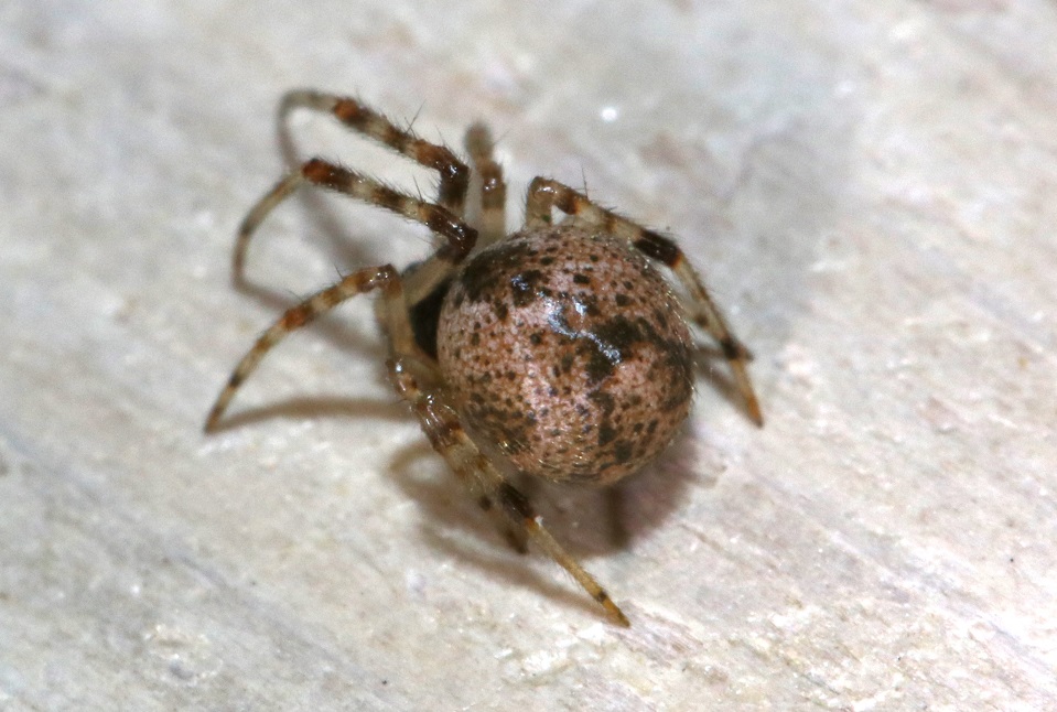 オオヒメグモ【No.2026】