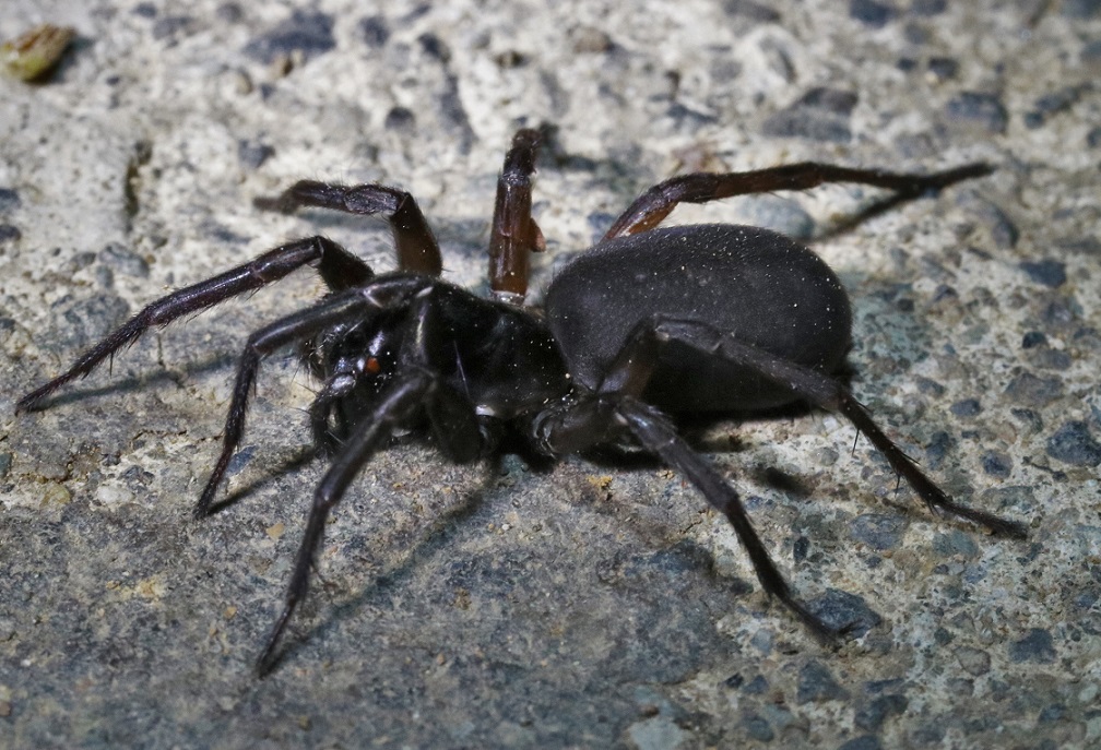 クロヤチグモ【No.2028】