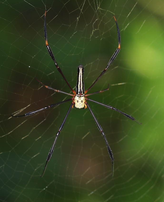 オオジョロウグモ【No.2215】　Nephila pilipes