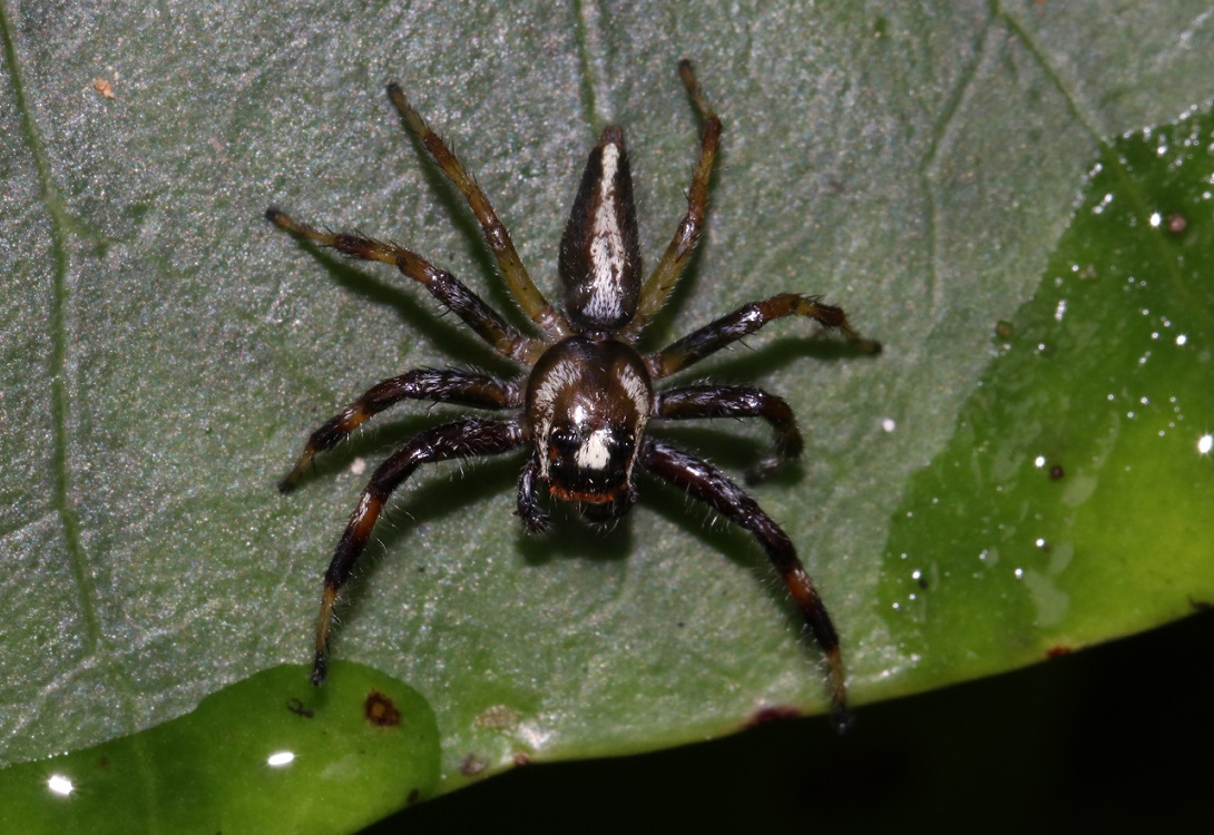 タテスジハエトリ【No.2274】　Telamonia vlijmi