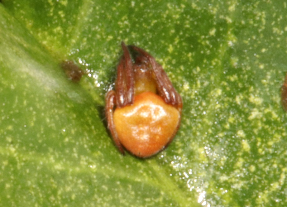 ハラビロミドリオニグモ【No.2368】　Araneus viridiventris