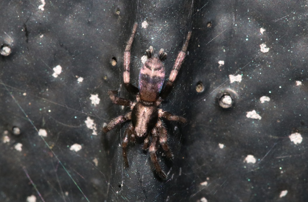 シノノメトンビグモ【No.2427】　Hitobia asiatica