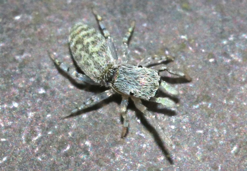 ジャバラハエトリ【No.2588】　Helicius yaginumai