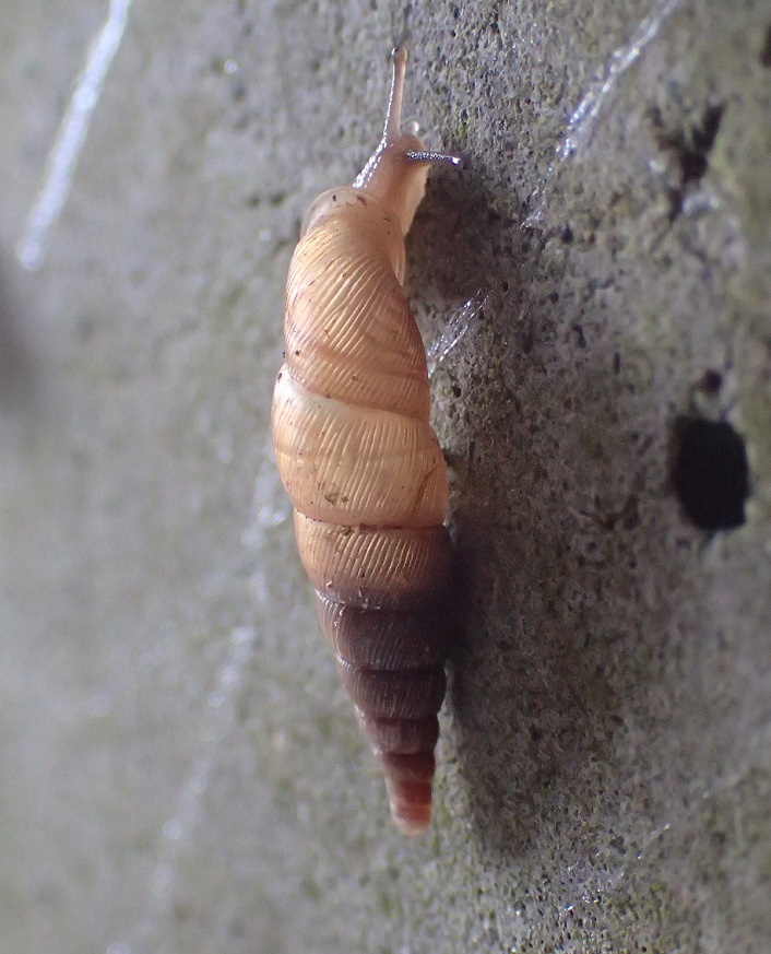 ナミコギセル【No.1574】　Euphaedusa tau