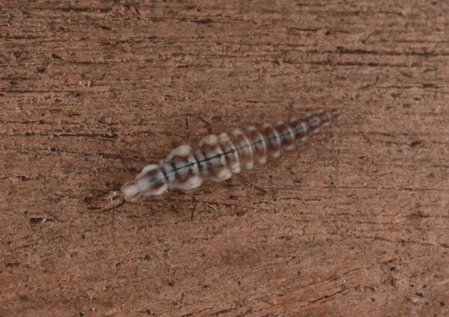キントキクサカゲロウ【No.1587】　Brinckochrysa kintoki