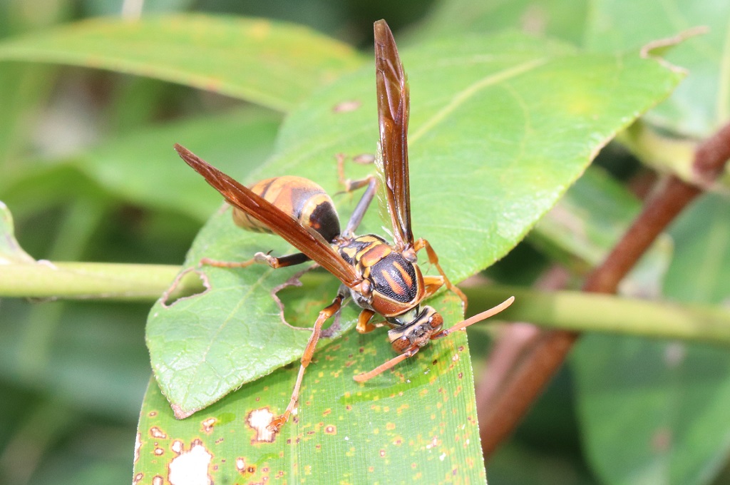 キアシナガバチ【No.1794】　Polistes rothneyi iwatai