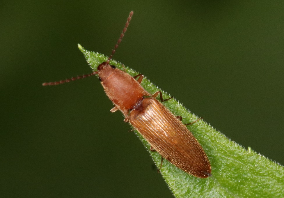 キバネホソコメツキ【No.1734】　Dolerosomus gracilis