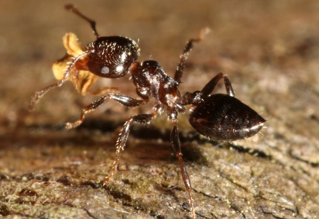 テラニシシリアゲアリ【No.1588】　Crematogaster teranishii