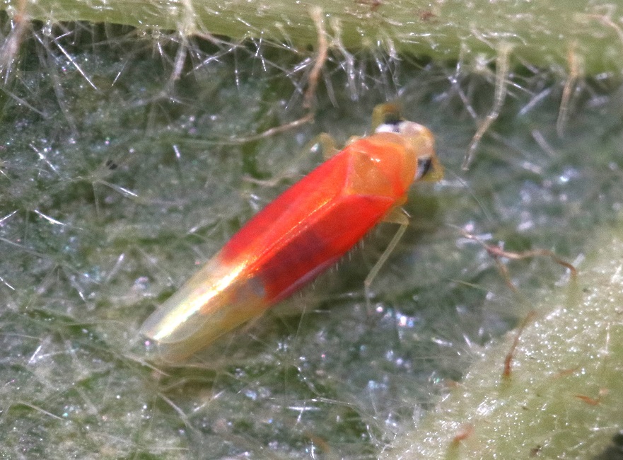 キウイヒメヨコバイ【No.1589】　Crematogaster teranishii