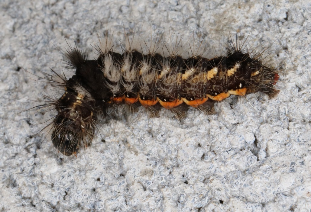 ナシケンモン【No.1598】　Acronicta rumicis