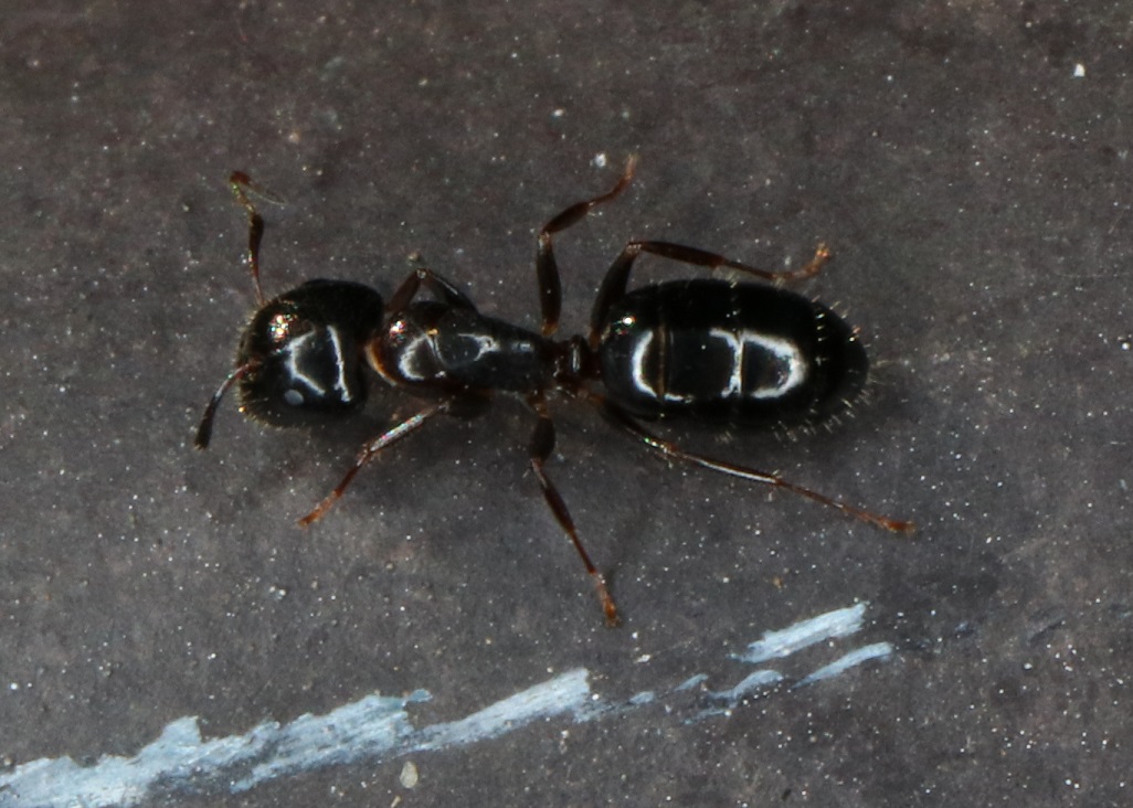 イトウオオアリ【No.1599】　Camponotus itoi