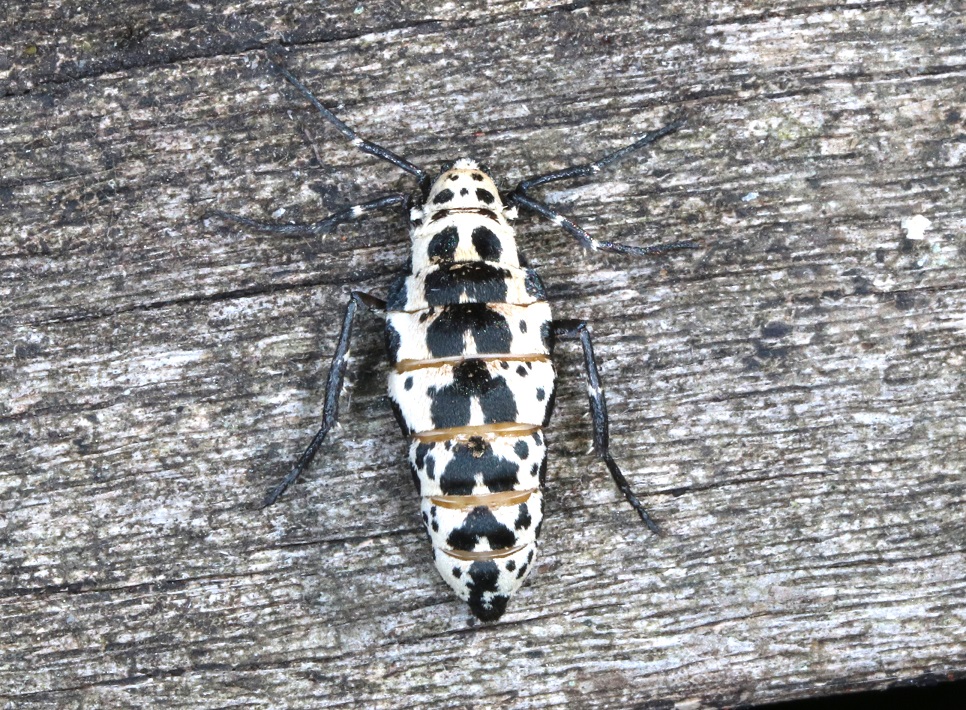 チャバネフユエダシャク【No.1601】　Erannis golda