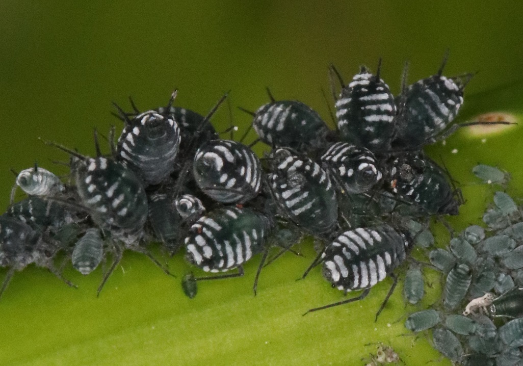 ニワトコアブラムシ【No.1711】　Aphis horii