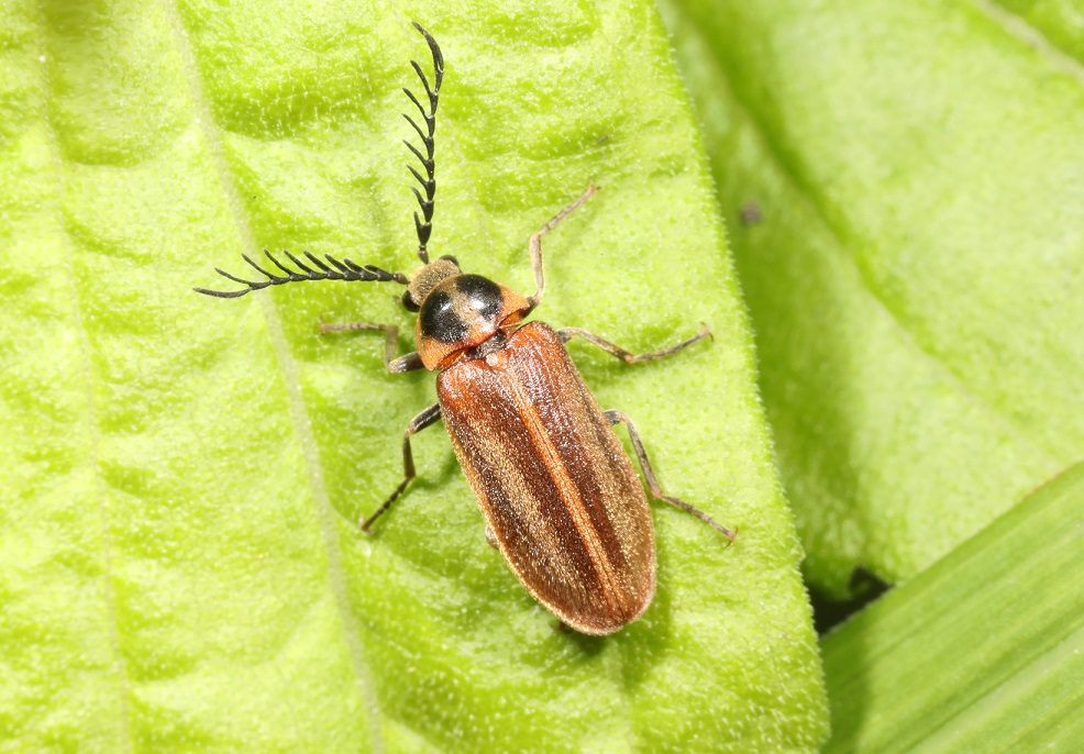 ヒゲナガハナノミ【No.1719】　Paralichas pectinatus