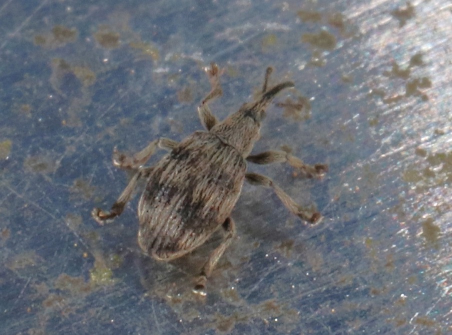 コゲチャホソクチゾウムシ【No.1603】　Holotrichapion semisericeum