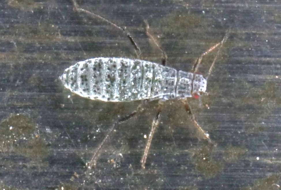 マツホソオオアブラムシ【No.1604】　Eulachnus thunbergii