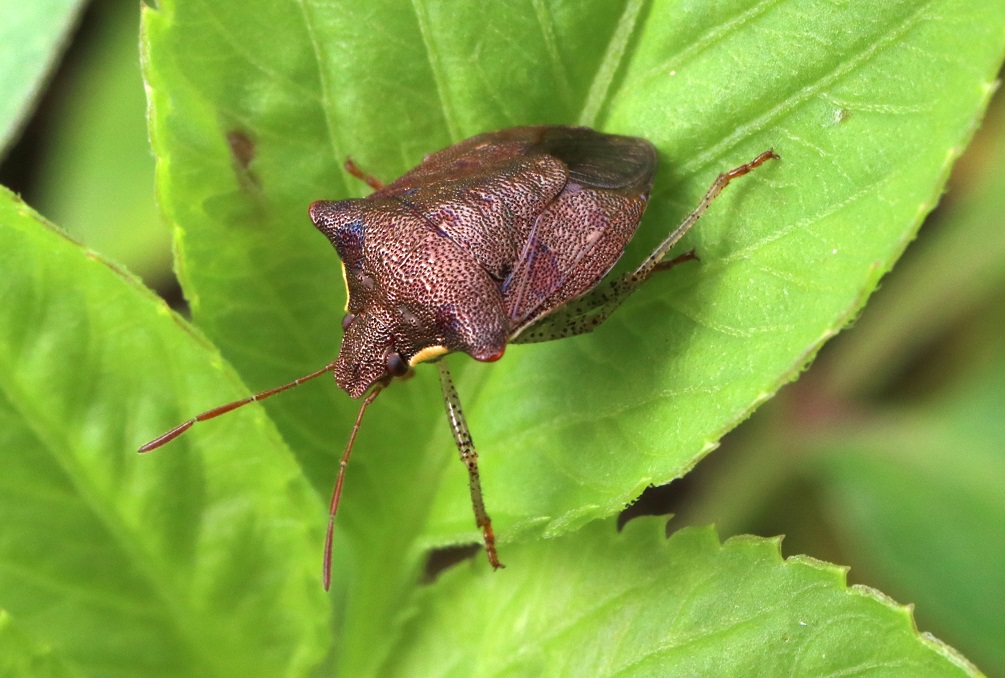 タイワントゲカメムシ【No.1631】　Carbula crassiventris