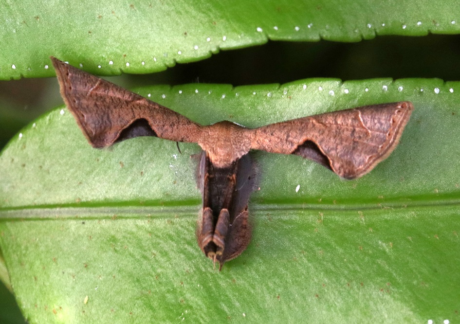 アマミマルバネフタオ【No.1633】　Phazaca kosemponicola