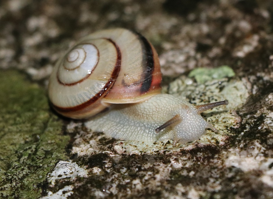 クチベニマイマイ【No.1679】　Euhadra amaliae