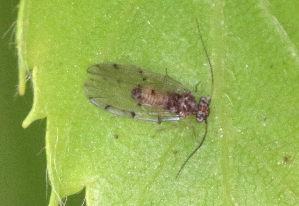 ウスイロチャタテの一種【No.1681】　Ectopsocus meridionalis