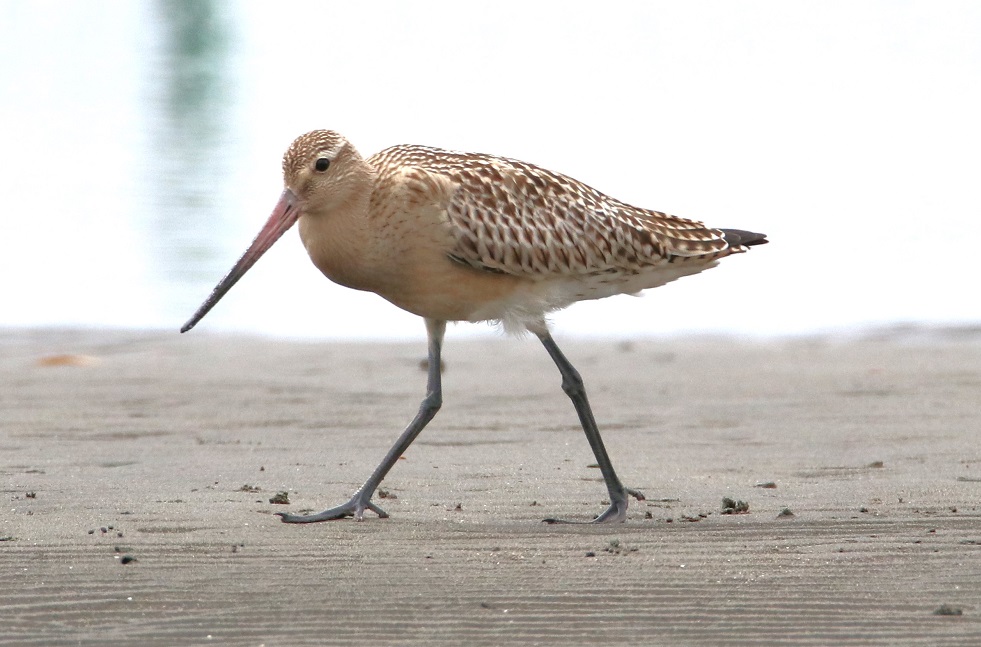 オオソリハシシギ【No.3318】