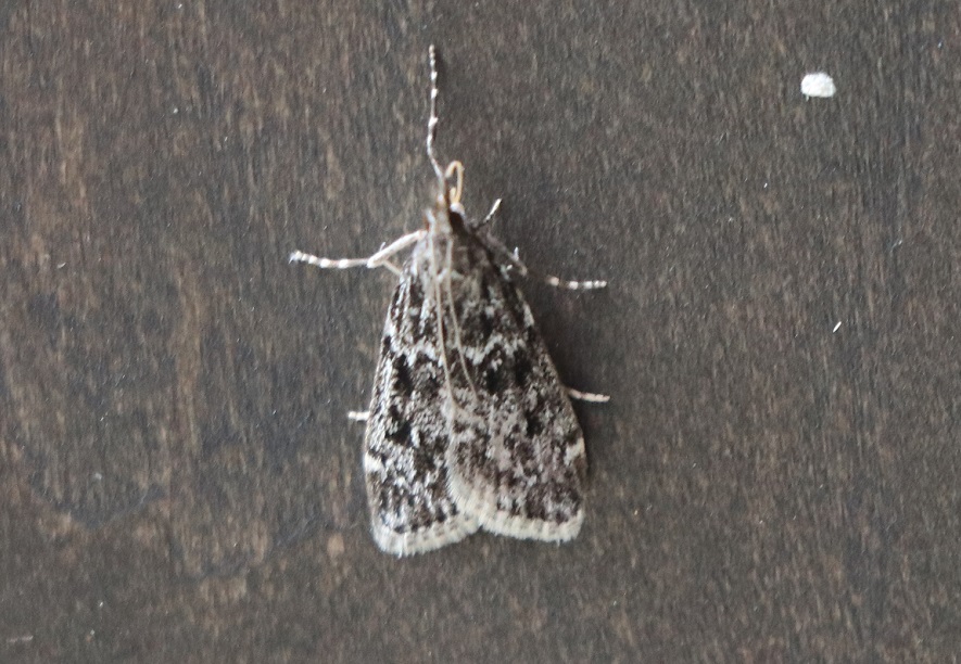 ヒラノヤマメイガ【No.1867】