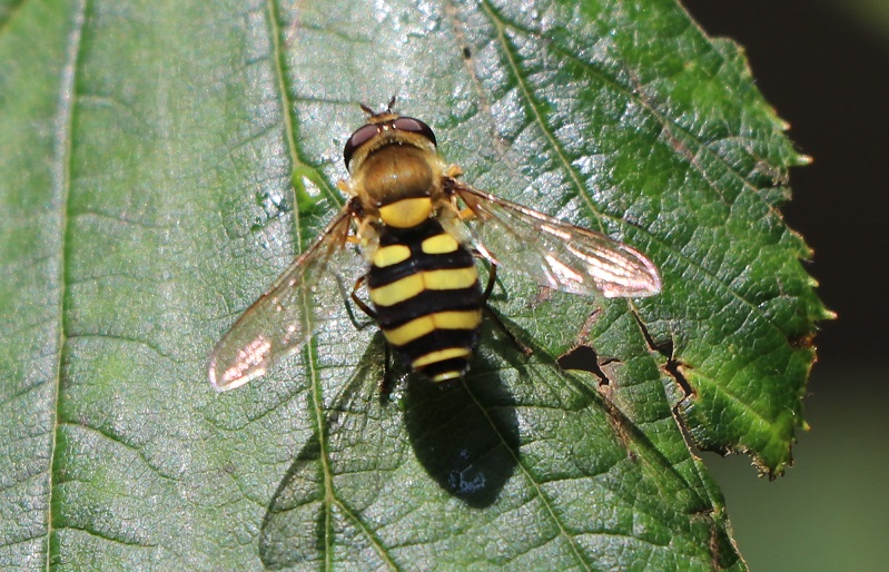 マガイヒラタアブ【No.1868】