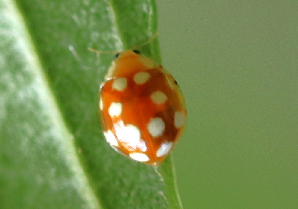 シロホシテントウ【No.1874】