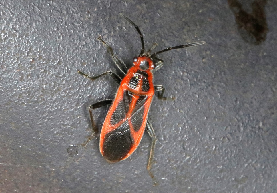 セスジナガカメムシ【No.1725】