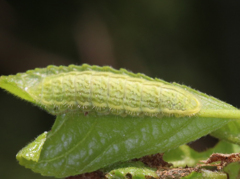 ミドリシジミ【No.1729】
