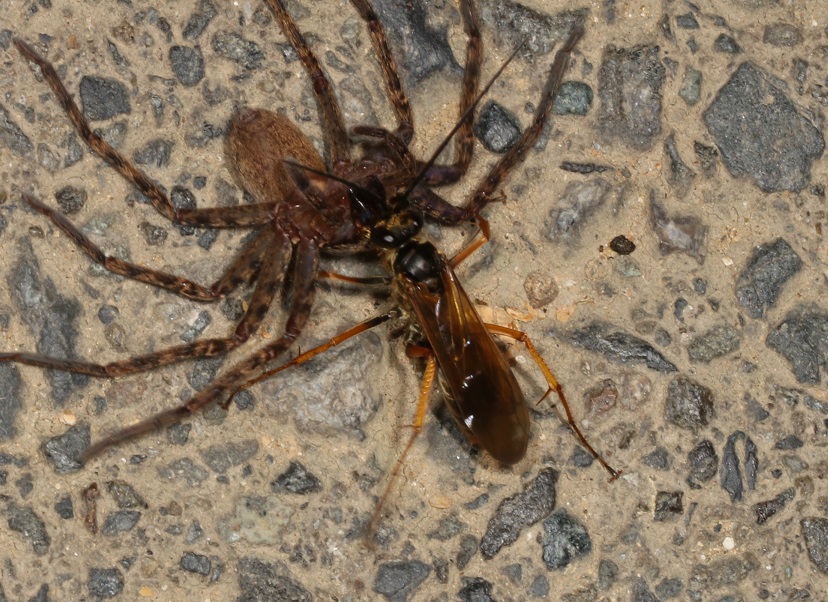 キバネトゲアシクモバチ【No.2482】