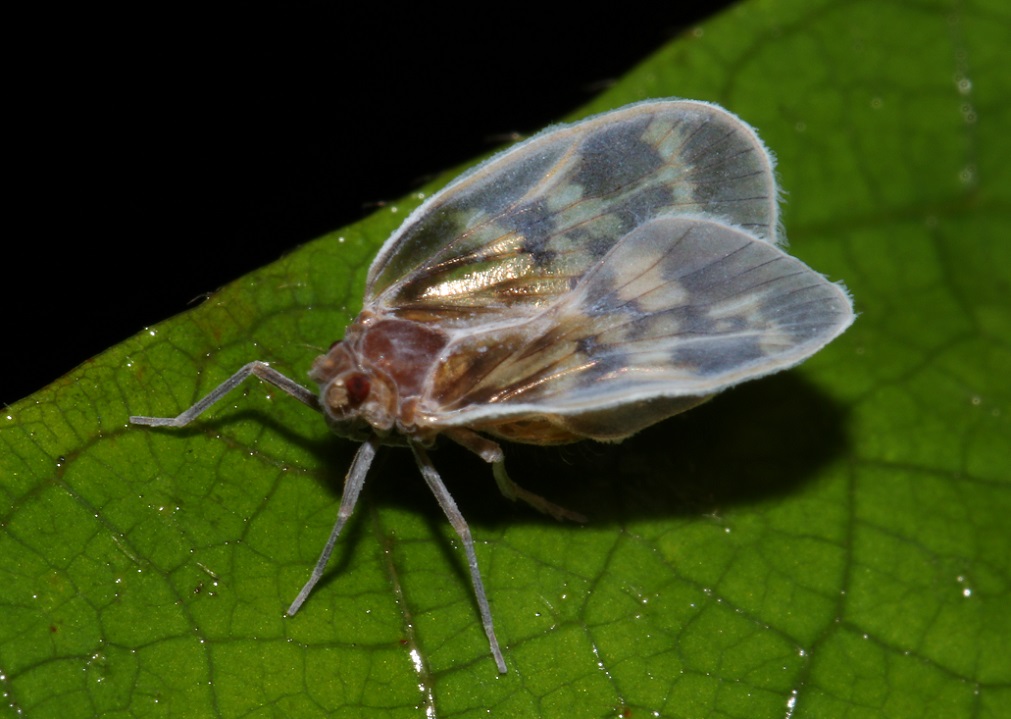ゴマダラヒシウンカ【No.2233】