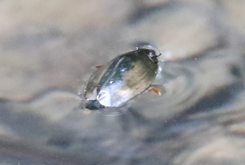 オキナワオオミズスマシ（琉球亜種）【No.2237】