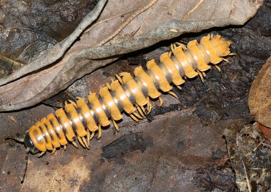オキナワアマビコヤスデ【No.2238】　Riukiaria pugionifera