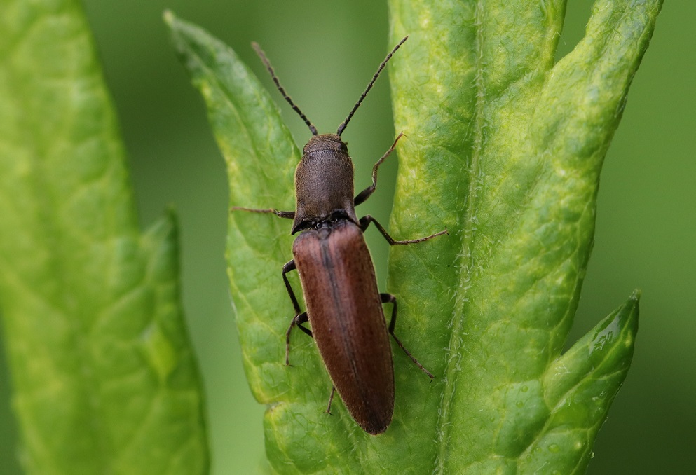 チャバネクシコメツキ【No.1811】