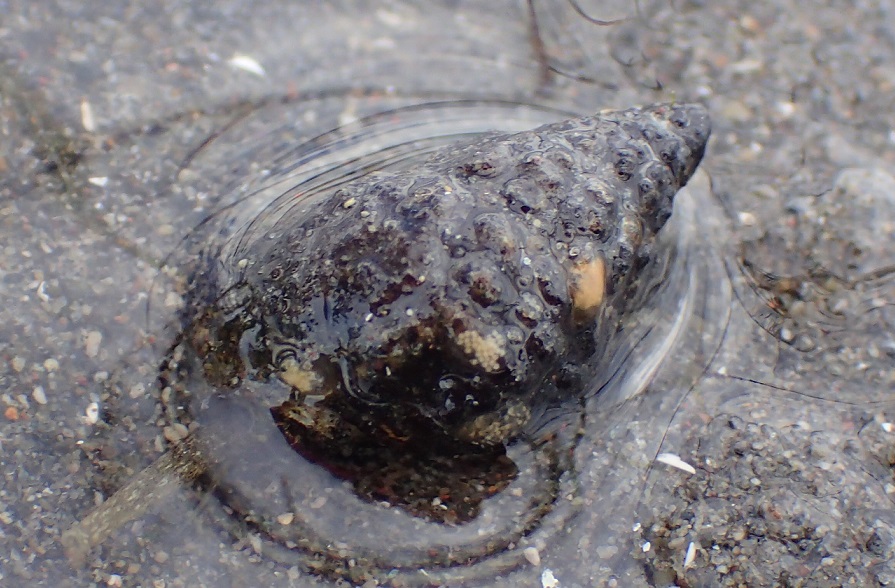 アラムシロ【No.1744】　Reticunassa festiva