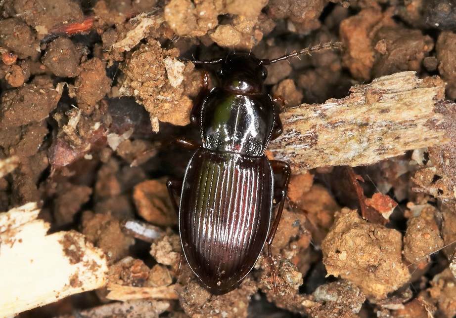 アカガネオオゴミムシ【No.1853】