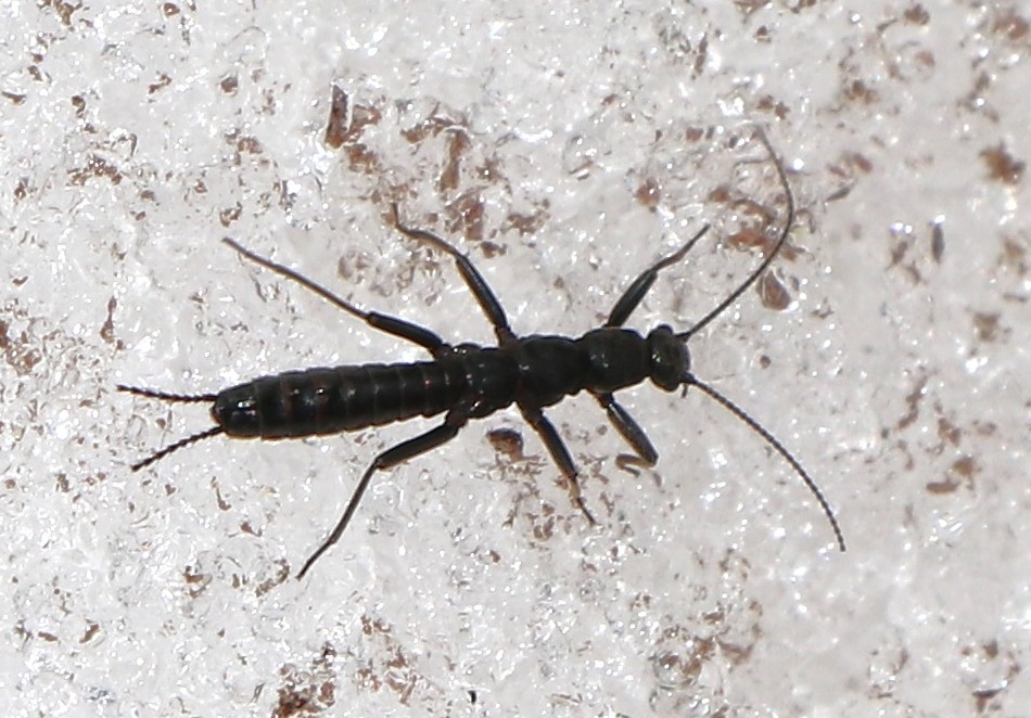 セッケイカワゲラ【No.1855】