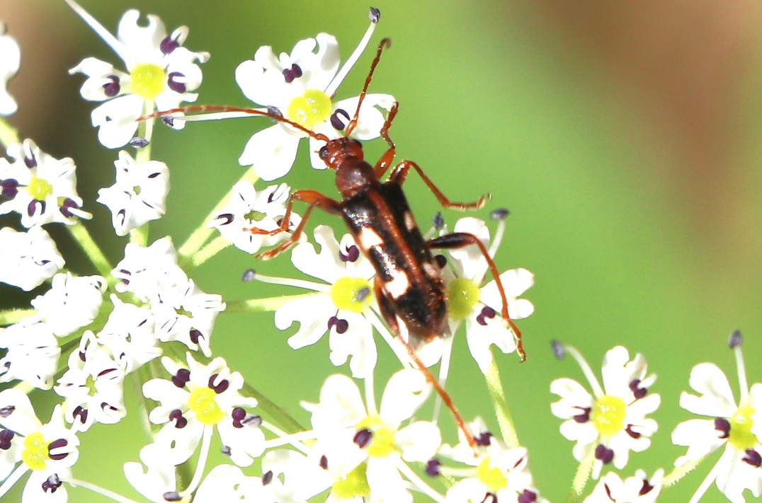 フタオビヒメハナカミキリ【No.1856】
