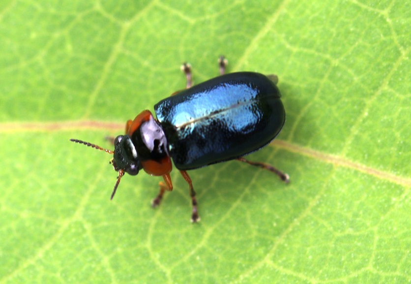 キボシルリハムシ【No.1858】