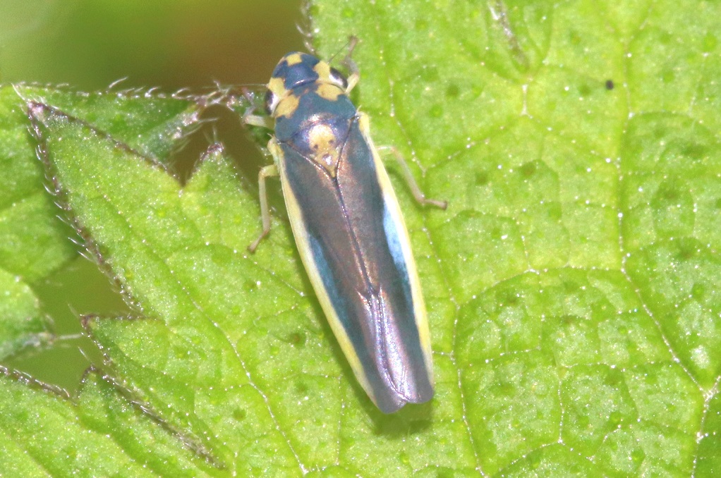 マエジロオオヨコバイ【No.1859】