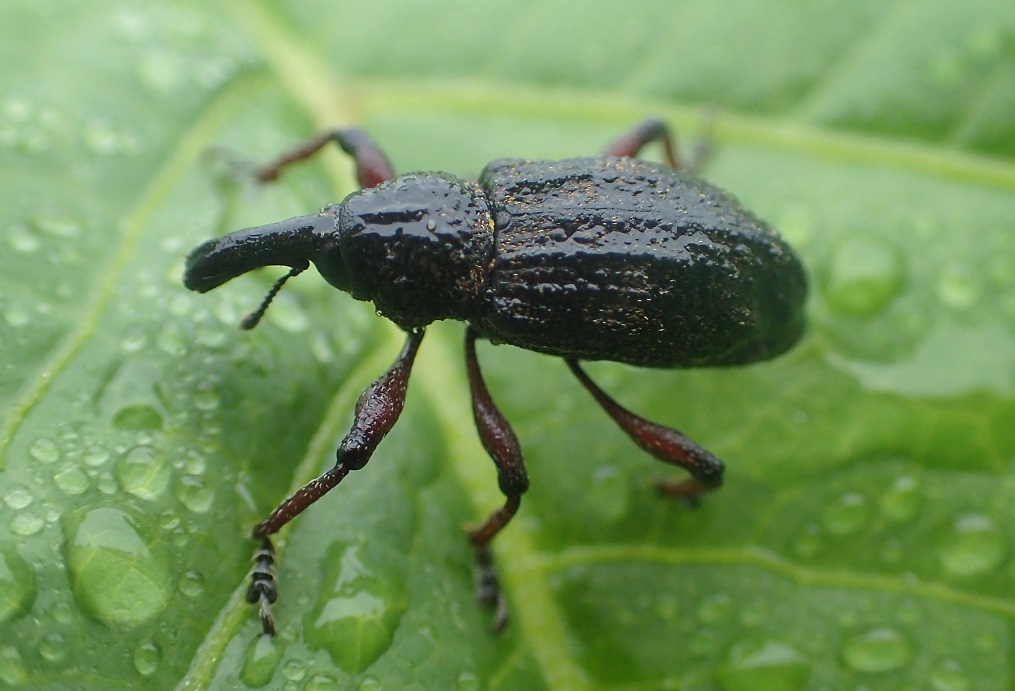 タマゴゾウムシ【No.1864】