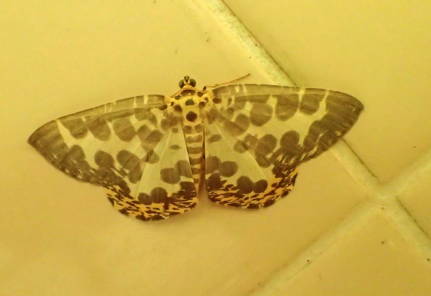 シロジマエダシャク【No.1865】