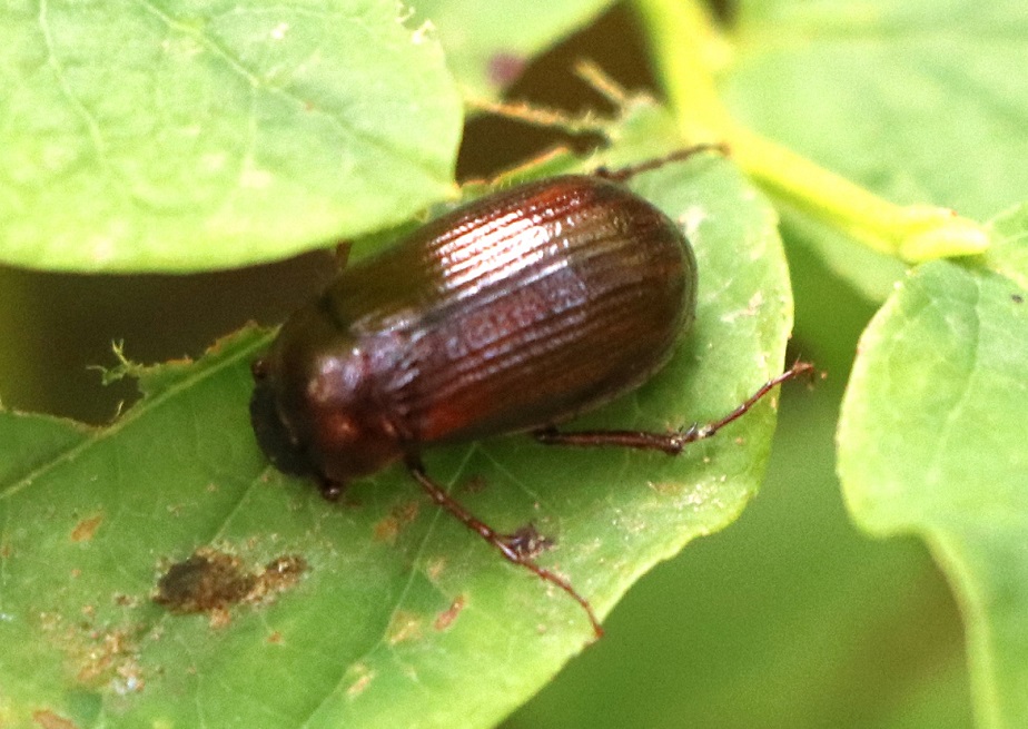 ヒダチャイロコガネ【No.1871】