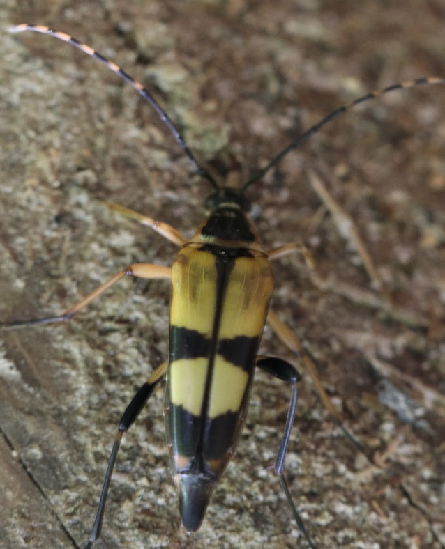 フタスジハナカミキリ【No.1875】